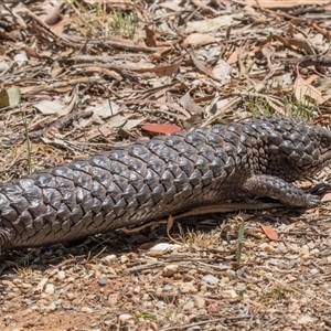 Tiliqua rugosa (Shingleback Lizard) at Campbell, ACT - 18 Nov 2025 by AlisonMilton