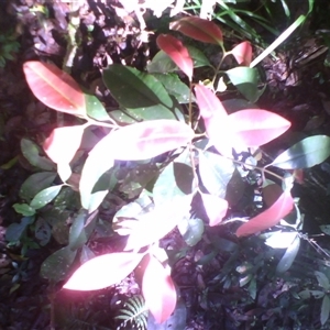 Garcinia warrenii (indigenous mangosteen) at Syndicate, QLD - 4 Jun 2014 by JasonPStewart