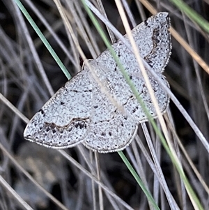 Taxeotis intextata by SteveBorkowskis