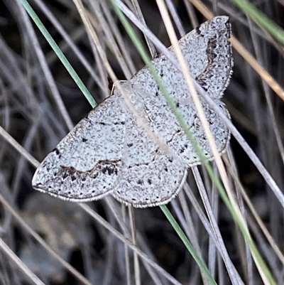 Taxeotis intextata at  - suppressed by SteveBorkowskis