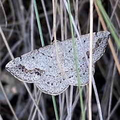 Taxeotis intextata at Wanniassa, ACT - suppressed