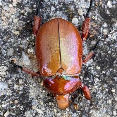 Anoplognathus sp. (genus) at  - suppressed by SteveBorkowskis