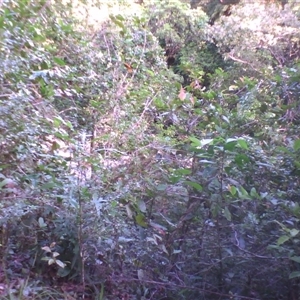 Quintinia quatrefagesii at Syndicate, QLD - 4 Jun 2014 by JasonPStewart
