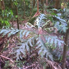 Musgravea heterophylla (briar silky oak) at Syndicate, QLD - 4 Jun 2014 by JasonPStewart