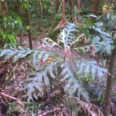Musgravea heterophylla (briar silky oak) at Syndicate, QLD - 4 Jun 2014 by JasonPStewart
