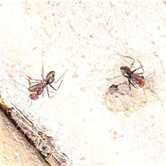 Iridomyrmex purpureus (Meat Ant) at Chiltern, VIC - 25 Oct 2025 by ConBoekel