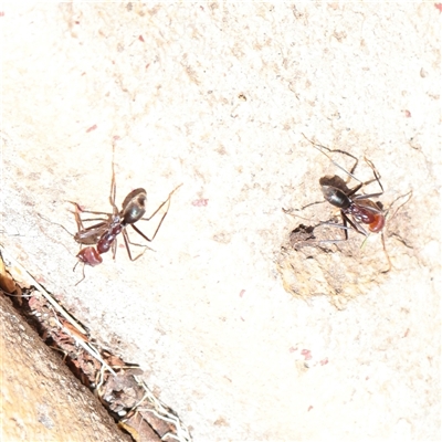 Iridomyrmex purpureus (Meat Ant) at Chiltern, VIC - 25 Oct 2025 by ConBoekel