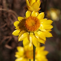 Xerochrysum viscosum at Chiltern, VIC - 25 Oct 2025 by ConBoekel