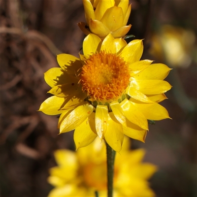 Xerochrysum viscosum at Chiltern, VIC - 25 Oct 2025 by ConBoekel
