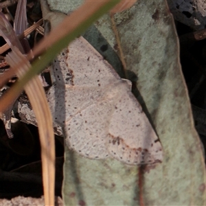 Taxeotis intextata at Chiltern, VIC - 25 Oct 2025 by ConBoekel