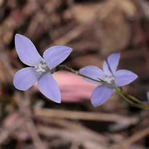 Unverified Other Wildflower or Herb at Chiltern, VIC - 25 Oct 2025 by ConBoekel