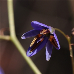 Unverified Other Wildflower or Herb at Chiltern, VIC - 25 Oct 2025 by ConBoekel