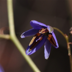 Unverified Other Wildflower or Herb at Chiltern, VIC - 25 Oct 2025 by ConBoekel