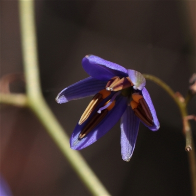 Unverified Other Wildflower or Herb at Chiltern, VIC - 25 Oct 2025 by ConBoekel