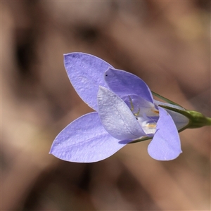 Unverified Other Wildflower or Herb at Chiltern, VIC - 25 Oct 2025 by ConBoekel