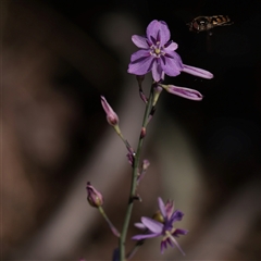Unverified Other Wildflower or Herb at Chiltern, VIC - 25 Oct 2025 by ConBoekel