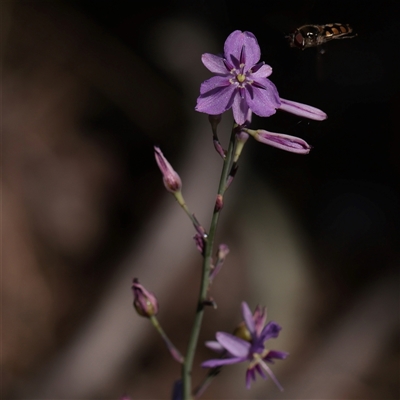 Unverified Other Wildflower or Herb at Chiltern, VIC - 25 Oct 2025 by ConBoekel