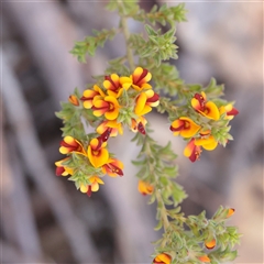 Pultenaea procumbens at Chiltern, VIC - 25 Oct 2025 by ConBoekel