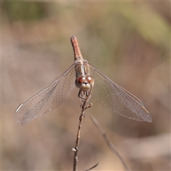 Unverified Dragonfly (Anisoptera) at Chiltern, VIC - 25 Oct 2025 by ConBoekel