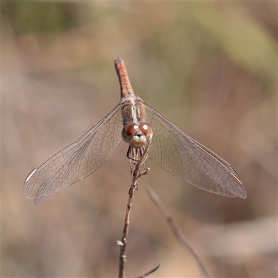 Unverified Dragonfly (Anisoptera) at Chiltern, VIC - 25 Oct 2025 by ConBoekel