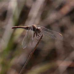 Unverified at suppressed - suppressed