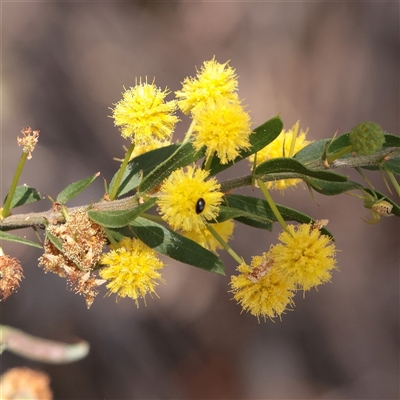 Acacia cultriformis at Chiltern, VIC - 25 Oct 2025 by ConBoekel