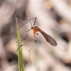 Harpobittacus australis (Hangingfly) at Chiltern, VIC - 25 Oct 2025 by ConBoekel