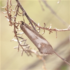 Philobota ellenella (a Concealer Moth) at Chiltern, VIC - 25 Oct 2025 by ConBoekel