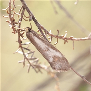 Philobota ellenella (a Concealer Moth) at Chiltern, VIC - 25 Oct 2025 by ConBoekel