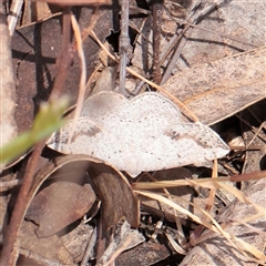 Taxeotis intextata at Chiltern, VIC - 25 Oct 2025 by ConBoekel