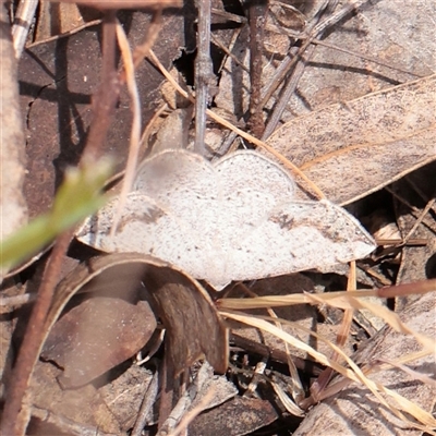 Taxeotis intextata at Chiltern, VIC - 25 Oct 2025 by ConBoekel