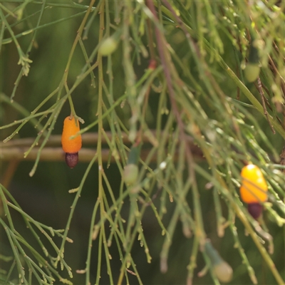 Exocarpos cupressiformis (Cherry Ballart) at Chiltern, VIC - 25 Oct 2025 by ConBoekel