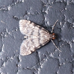 Voliba scoparialis (A Crambid moth (Spilomelinae) at Chiltern, VIC - 25 Oct 2025 by ConBoekel
