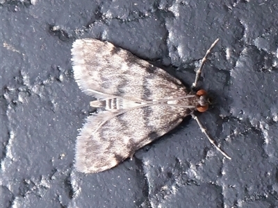 Voliba scoparialis (A Crambid moth (Spilomelinae) at Chiltern, VIC - 25 Oct 2025 by ConBoekel
