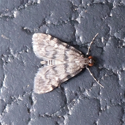 Voliba scoparialis (A Crambid moth (Spilomelinae) at Chiltern, VIC - 25 Oct 2025 by ConBoekel