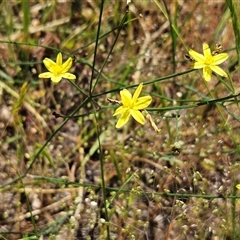 Tricoryne elatior (Yellow Rush Lily) at Hawker, ACT - 20 Nov 2025 by sangio7