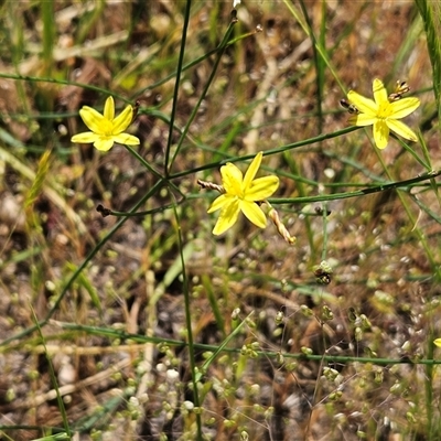 Tricoryne elatior (Yellow Rush Lily) at Hawker, ACT - 20 Nov 2025 by sangio7
