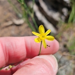 Tricoryne elatior (Yellow Rush Lily) at Hawker, ACT - 20 Nov 2025 by sangio7