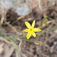 Tricoryne elatior (Yellow Rush Lily) at Hawker, ACT - 20 Nov 2025 by sangio7