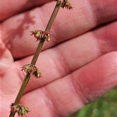 Rumex brownii at Hawker, ACT - Yesterday by sangio7