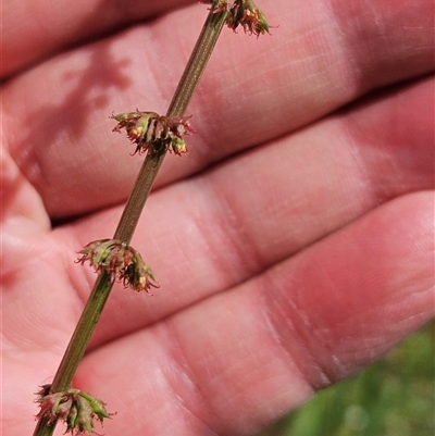 Rumex brownii at Hawker, ACT - Yesterday by sangio7