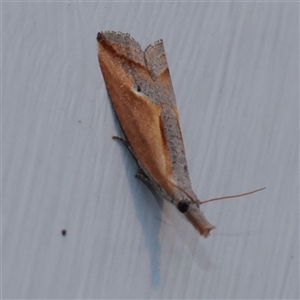 Arotrophora arcuatalis (Banksia Boring Moth) at Turner, ACT - 18 Nov 2025 by ConBoekel