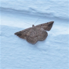 Unverified Moth (Lepidoptera) at Turner, ACT - Yesterday by ConBoekel