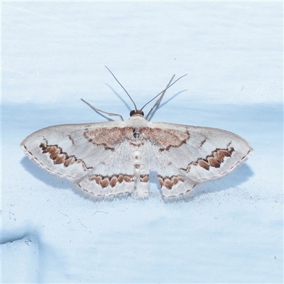 Unverified Moth (Lepidoptera) at Turner, ACT - Yesterday by ConBoekel