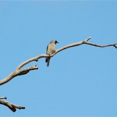 Artamus personatus at Rendezvous Creek, ACT - 18 Nov 2025 by RodDeb