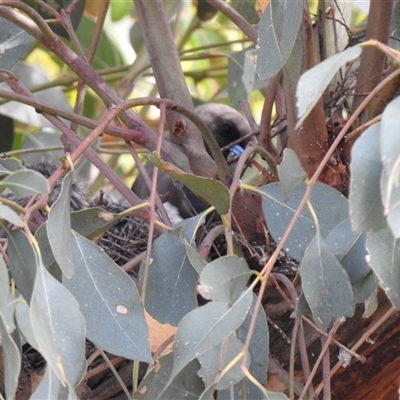 Artamus cyanopterus at  - suppressed by HelenCross