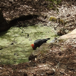 Callocephalon fimbriatum (Gang-gang Cockatoo) at Acton, ACT - Yesterday by HelenCross