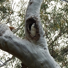 Cacatua galerita by HelenCross