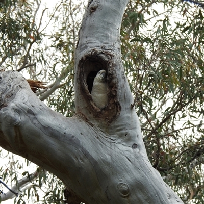 Cacatua galerita at  - suppressed by HelenCross