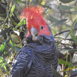 Callocephalon fimbriatum (Gang-gang Cockatoo) at Acton, ACT - Yesterday by HelenCross